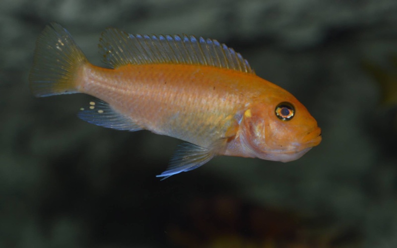 Maylandia estherae 'Chiofu Bay'